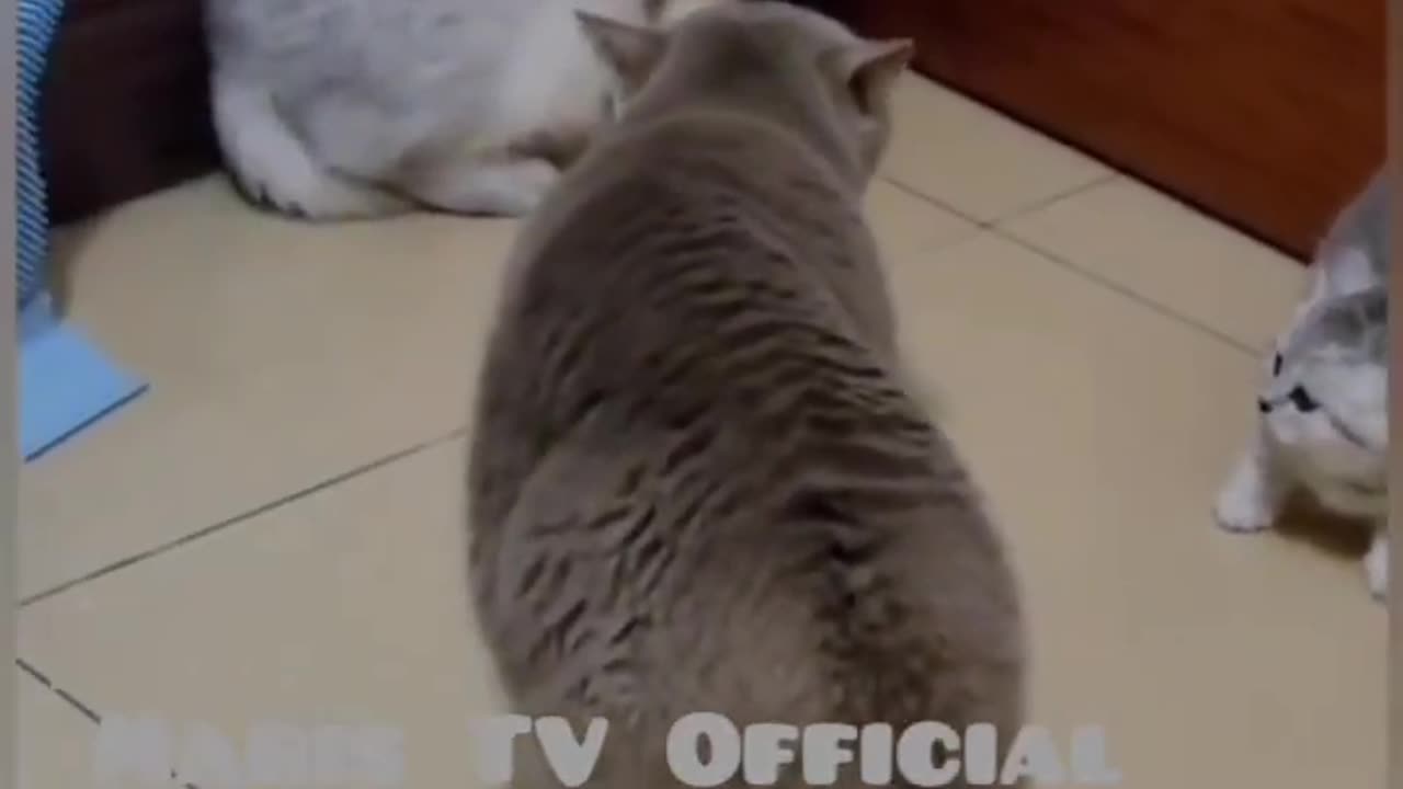 The Cat's Meow: A Collection of Funny Feline Videos