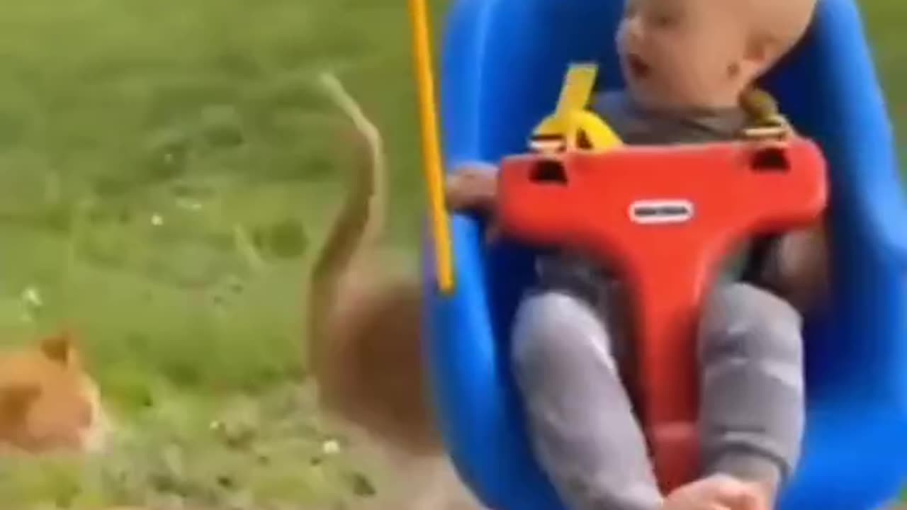 Funny cats