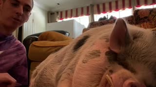 tammy snuggles are the best #pig