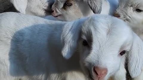 cute baby goats🥰