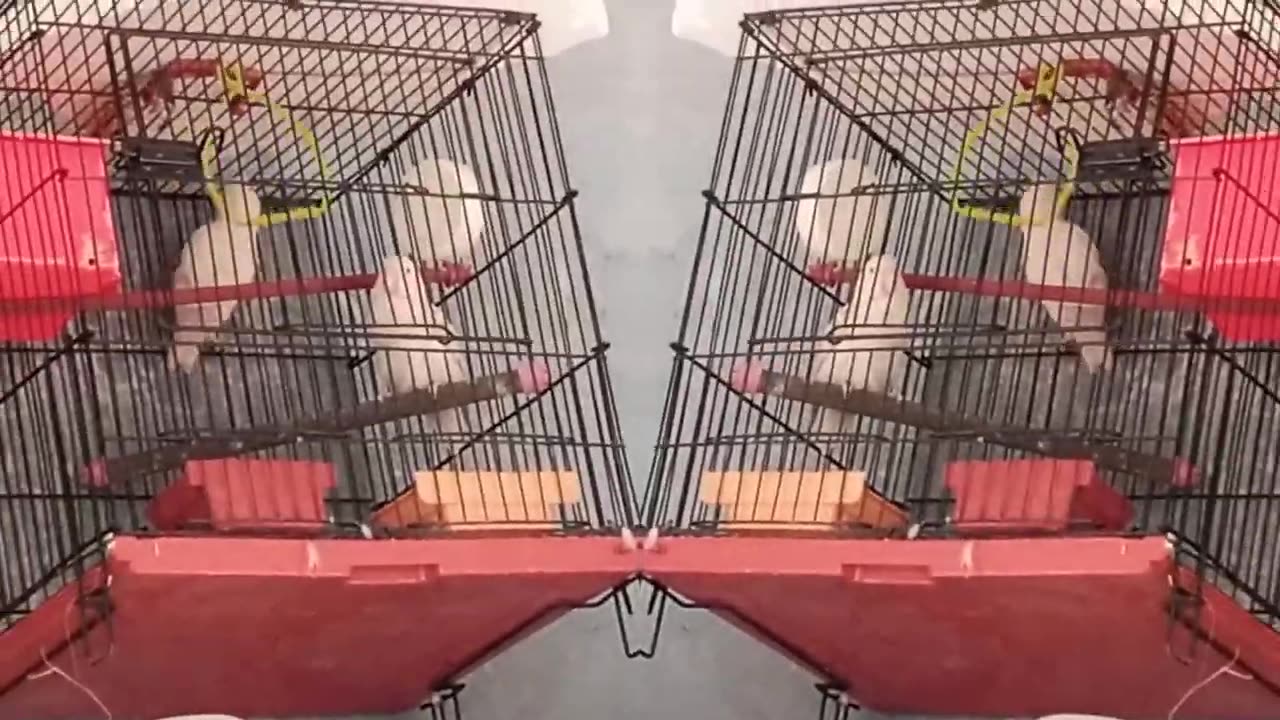 My love 😚😘 My Love Birds 💕👍