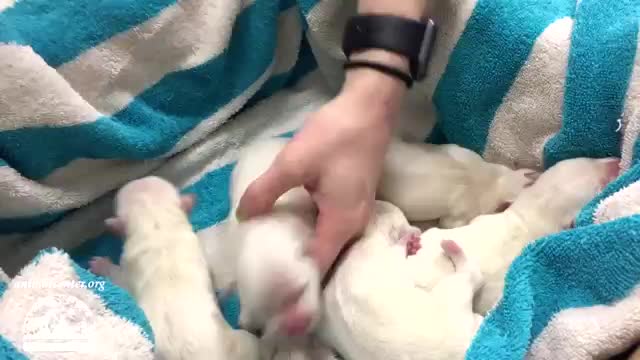 30 Seconds of Pure Puppy Goodness