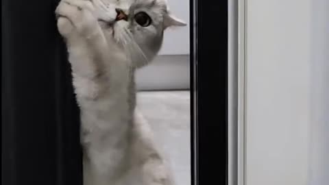 Cat funny video