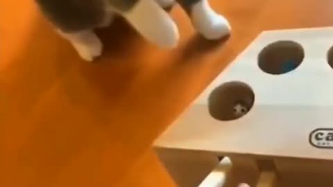 See how to prank with a cat 😺😺 cats frightened funny video
