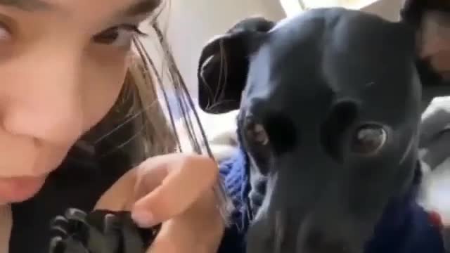 Cute funny dog