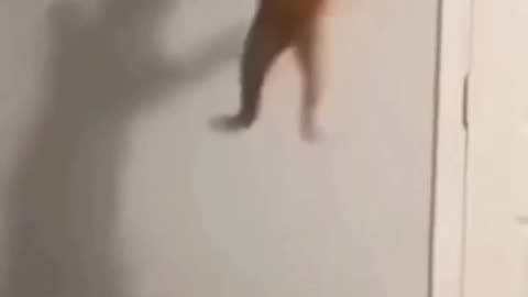 Funny Cats video