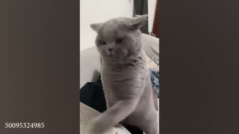 Funny cat video