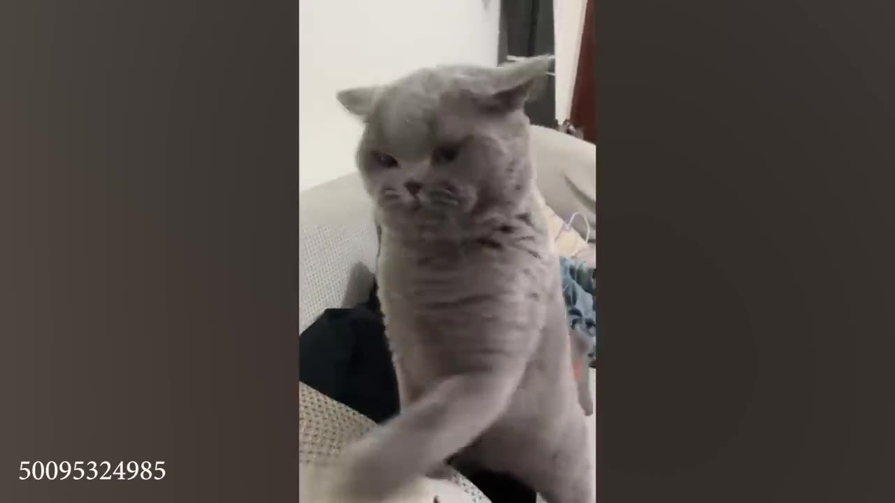 Funny cat video