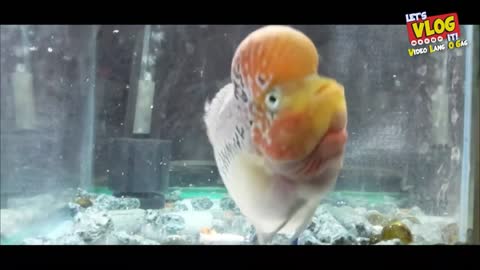 A singing fish