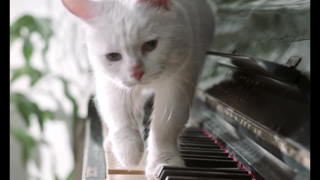 Funny Cat Piano Music