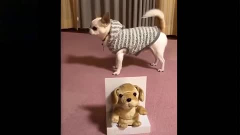 Cute and Funny Pets