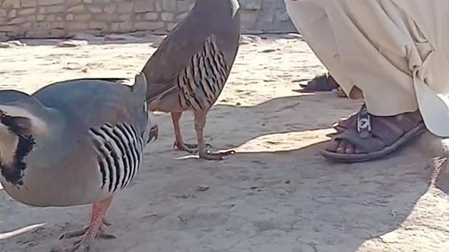 Cute Funny Birds🐦p Eating Food In The Hand of a little baby boy.