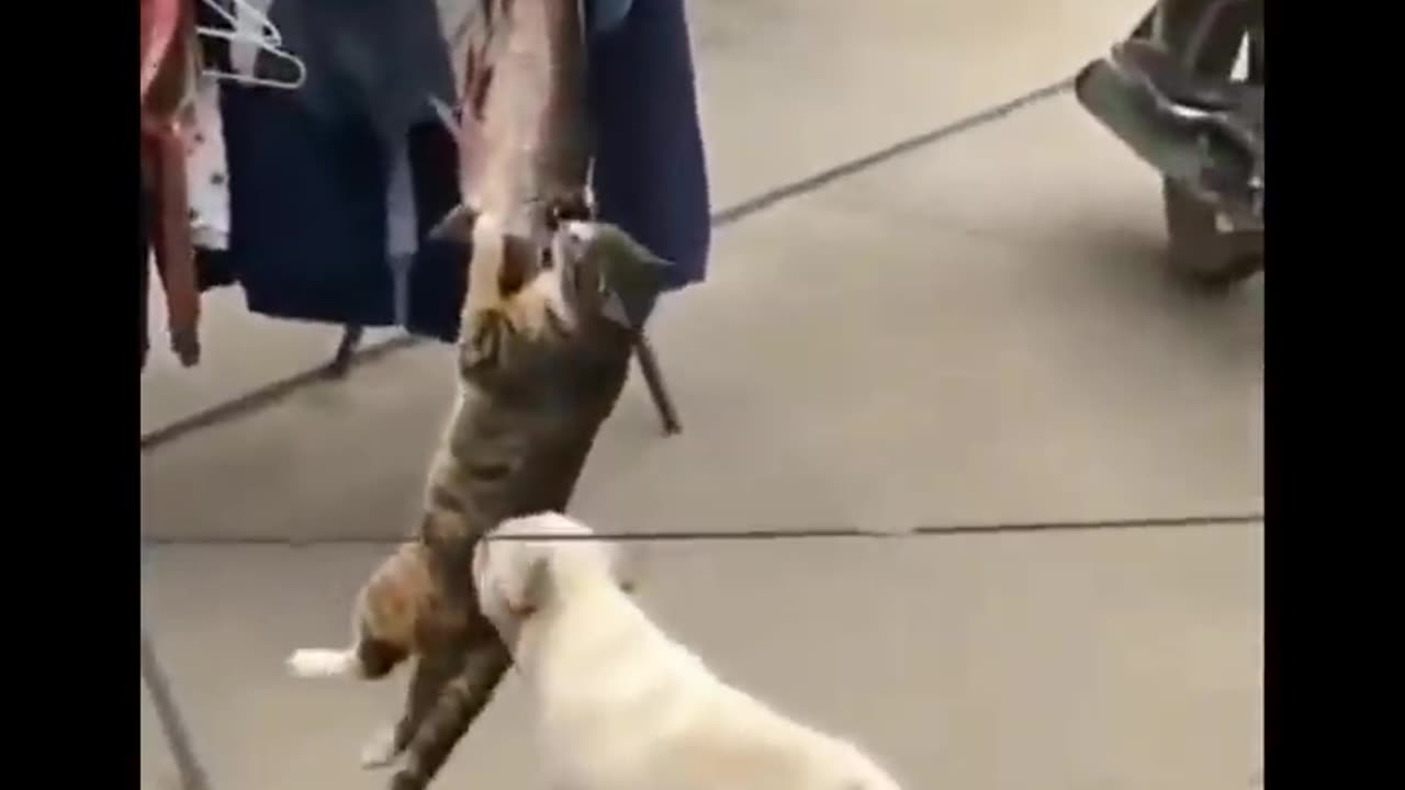 Funny animals videos