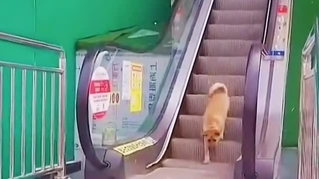 Entertainmentfun dog funny clip