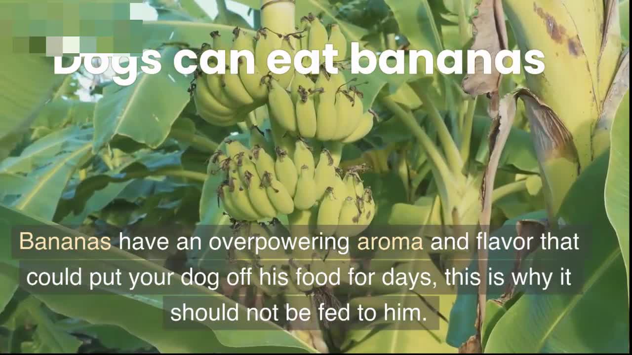 can dog eat banana