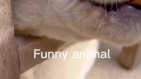 Funny animals 2022
