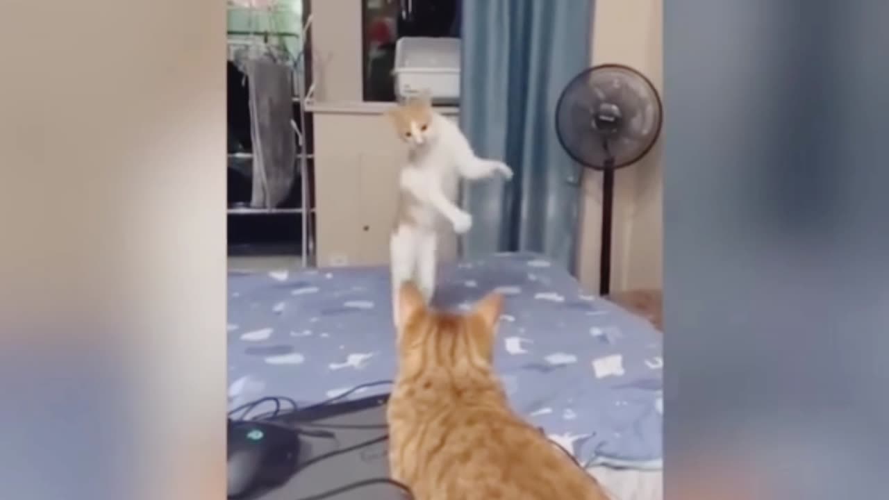 Cat Dance In Bed