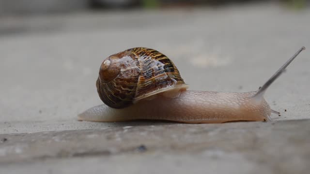 A Snail Crawling In The Ground