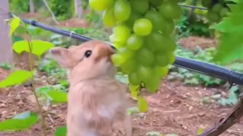 Best animals