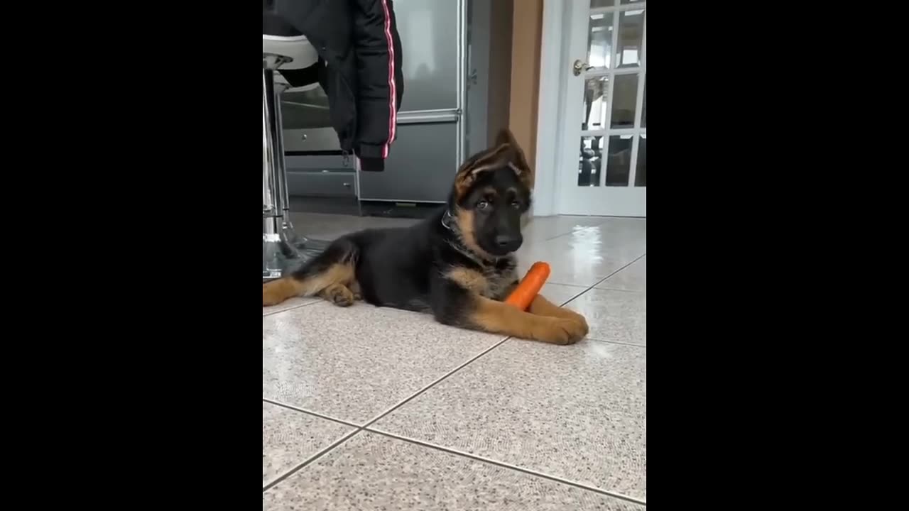 New Funny Animals π Funniest Cats and Dogs Videos πΊπΆ