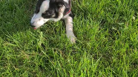 MYLO Eating grass