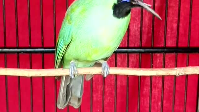 bird song Cucak ijo