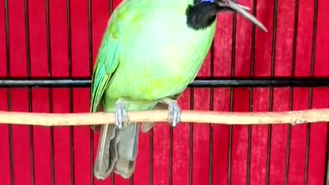 bird song Cucak ijo