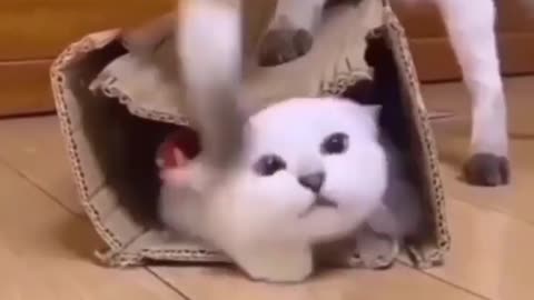 Cute cat funny moments