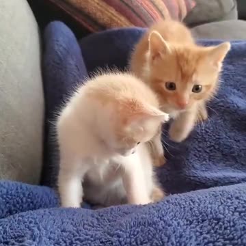 Funny & Cute Animals videos Cat Trending Videos viral