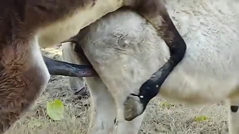 Big Donkey Meeting 😄💕