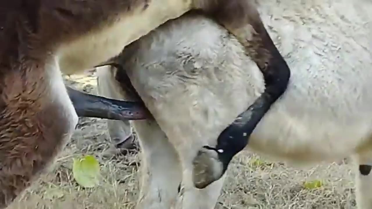Big Donkey Meeting 😄💕