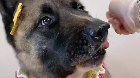 Oh, no. The big black dog also met the ice cream assassin