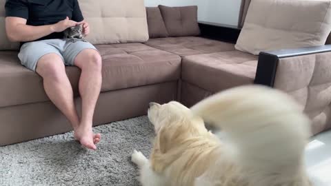 Golden Retriever Confused by Meeting a Baby Kitten