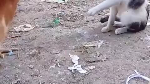 Chicken vs cat fight