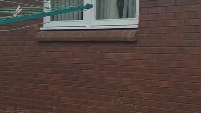 I was petting my neighbour's cat, when suddenly..