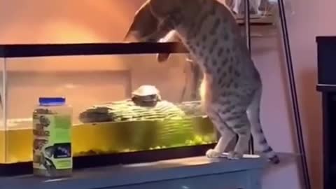 So bad, hahahaha#cat #pet #funnyvideo #catsoftiktok...See more