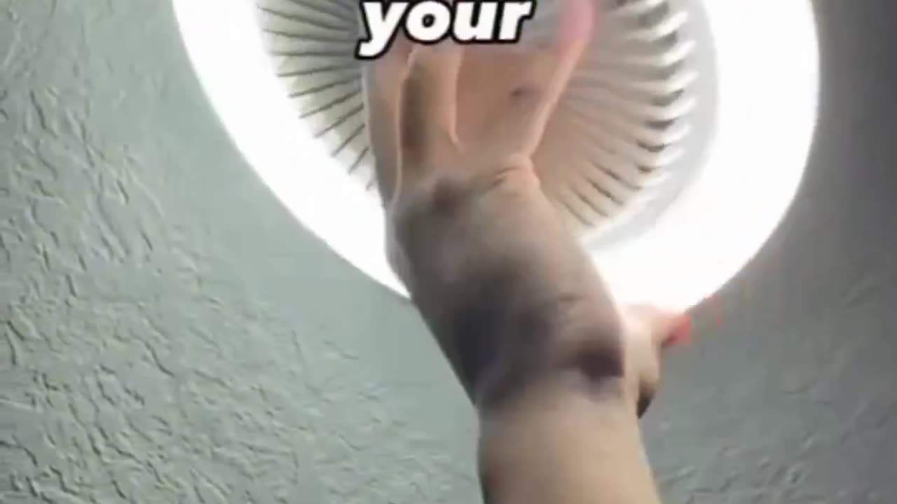 Bulb Fan