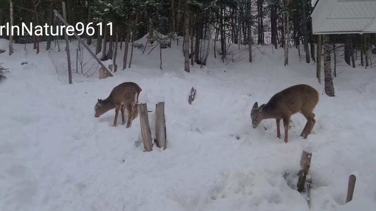 Digging for a treat