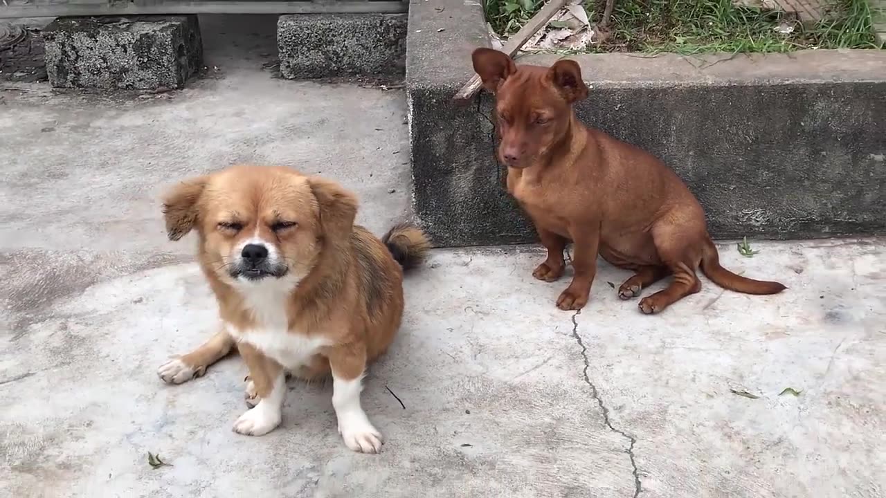 Puppy loves the stick