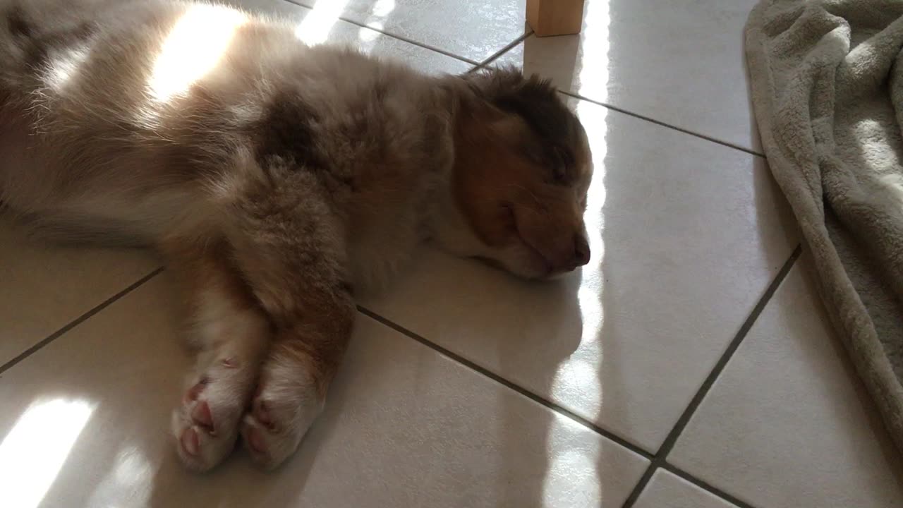 Cute puppy moving his paws while sleeping