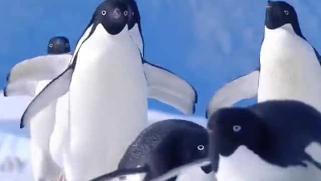 🐥🐥🐥🐥🐥🐥🐥🐥