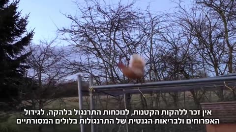 האמת המרה על ביצי החופש עמותת אנימלס