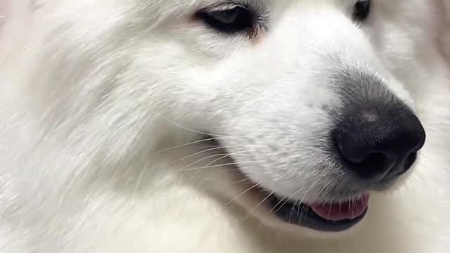 Samoyed jam fur child