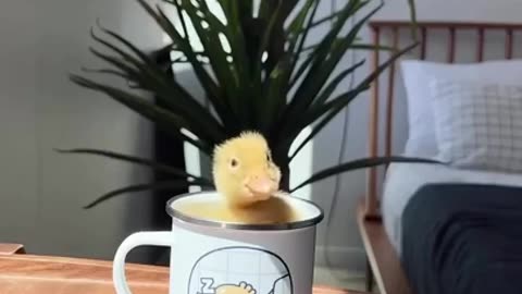 SLEEPY DUCKLING