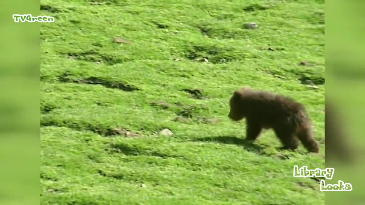 European Brown Bear & cubs - bruine beer - ursus arctos