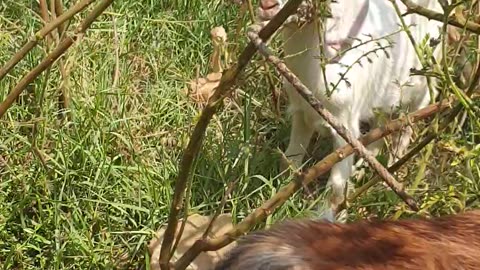 so beautiful goat, cute goat the owner goat1