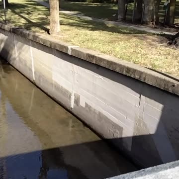 Elusive Booker Creek otter