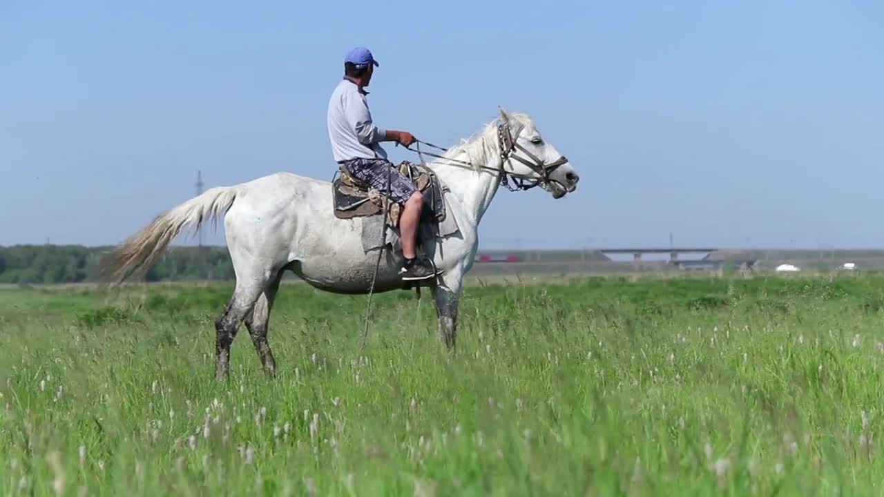 Man sitting on a white horse and looking in the distance on sunny day