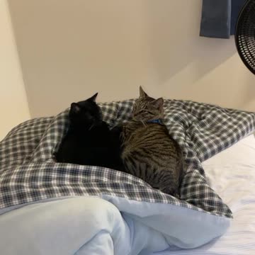 Cats on my bed