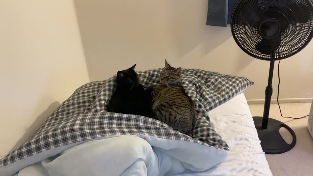 Cats on my bed